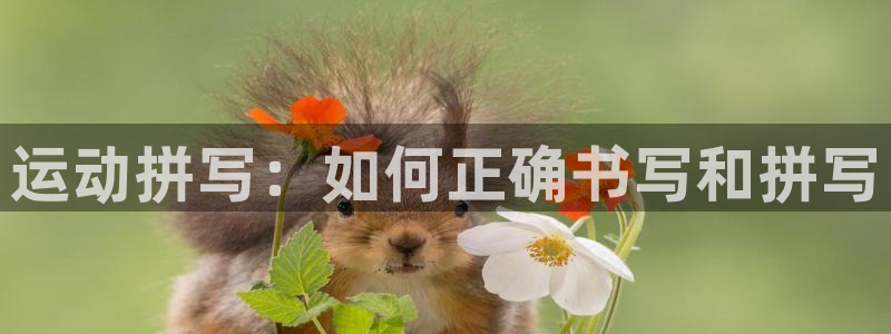 杏宇体育4